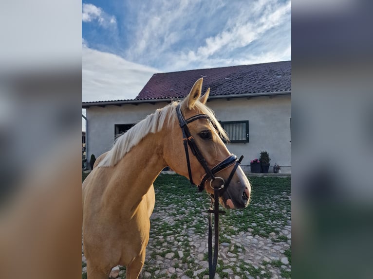 Duitse rijpony Merrie 5 Jaar 148 cm Palomino in Eldingen