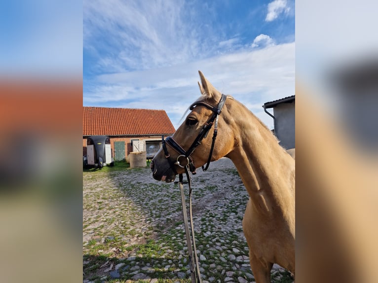 Duitse rijpony Merrie 5 Jaar 148 cm Palomino in Eldingen