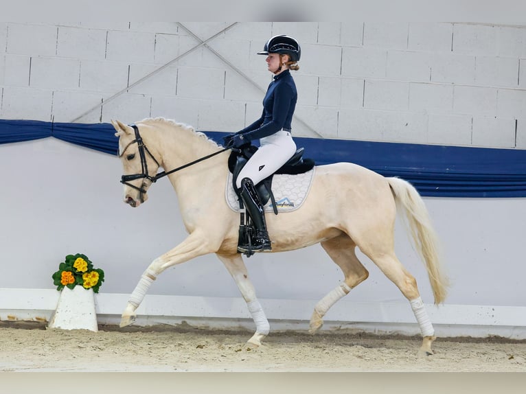 Duitse rijpony Merrie 5 Jaar 148 cm Palomino in Marsberg