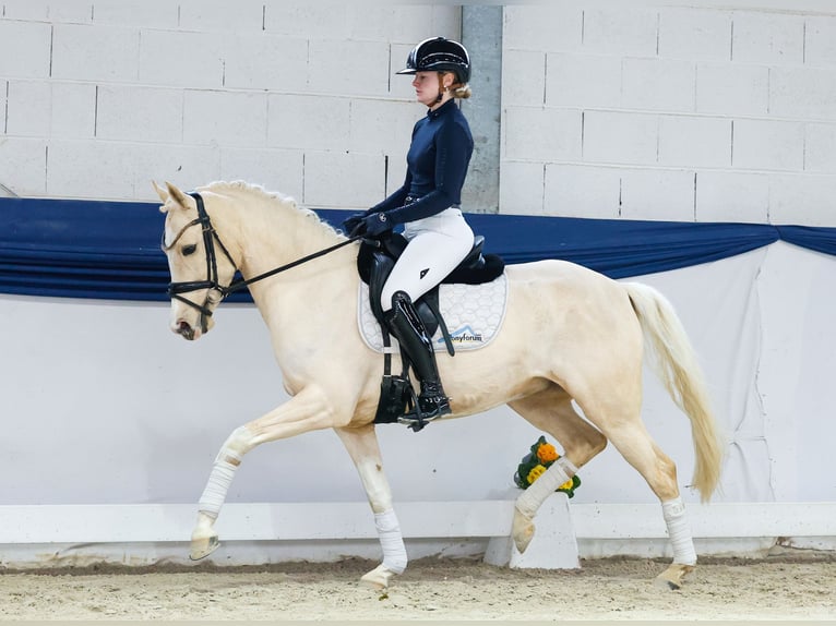 Duitse rijpony Merrie 5 Jaar 148 cm Palomino in Marsberg