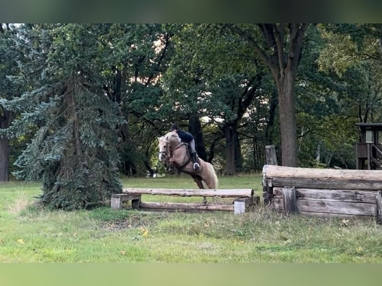 Duitse rijpony Merrie 5 Jaar 148 cm Palomino in Wahrenholz