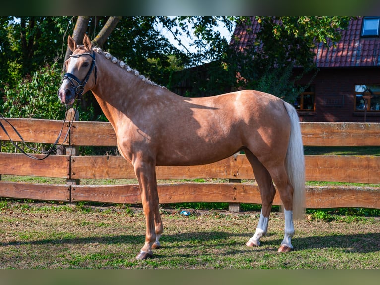 Duitse rijpony Merrie 5 Jaar 148 cm Palomino in Wahrenholz