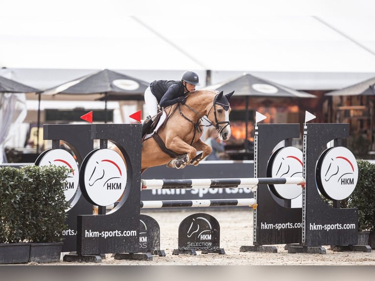 Duitse rijpony Merrie 5 Jaar 148 cm Palomino in Wahrenholz