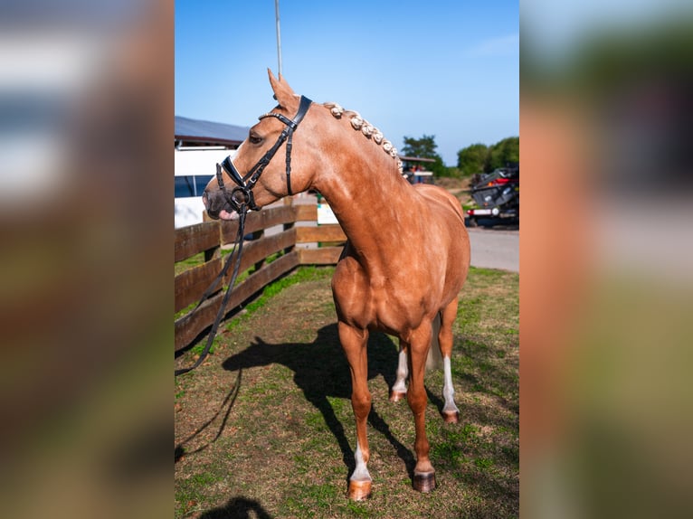 Duitse rijpony Merrie 5 Jaar 148 cm Palomino in Wahrenholz