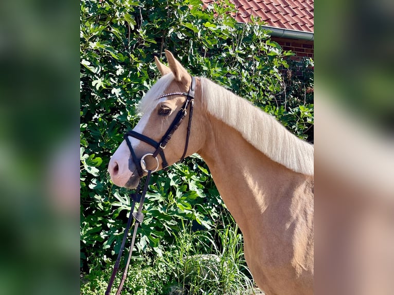 Duitse rijpony Merrie 5 Jaar 148 cm Palomino in Wahrenholz