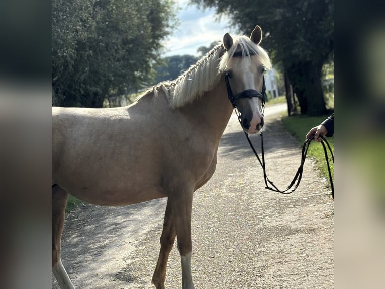 Duitse rijpony Merrie 5 Jaar 148 cm Palomino in Maaseik