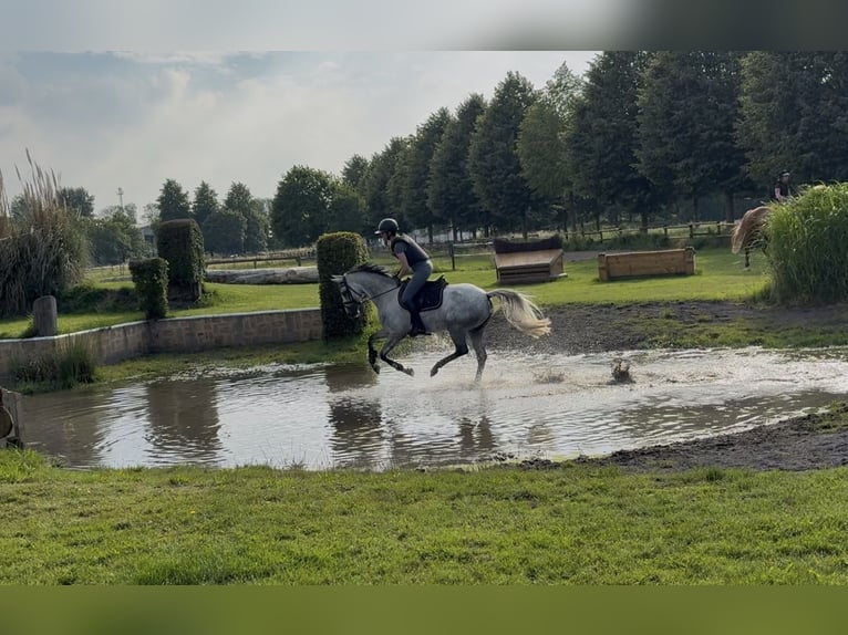 Duitse rijpony Merrie 5 Jaar 148 cm Schimmel in Plettenberg