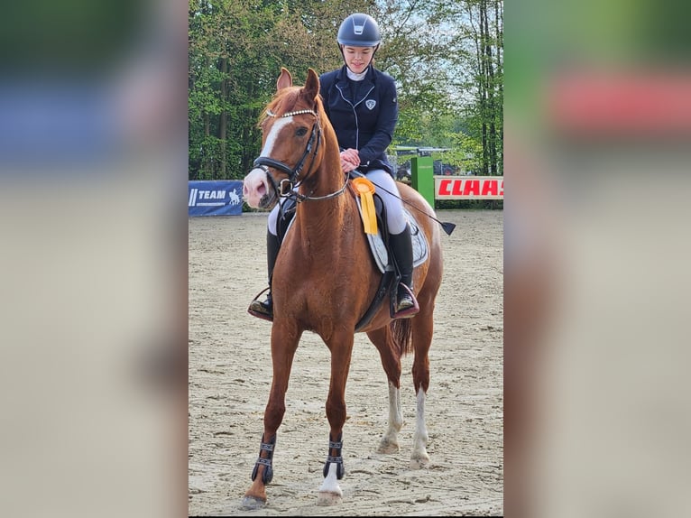 Duitse rijpony Merrie 5 Jaar 148 cm in Verl