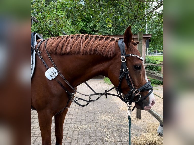 Duitse rijpony Merrie 5 Jaar 148 cm in Verl