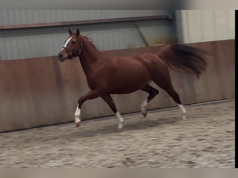 Duitse rijpony Merrie 5 Jaar 148 cm Vos in Zieuwent