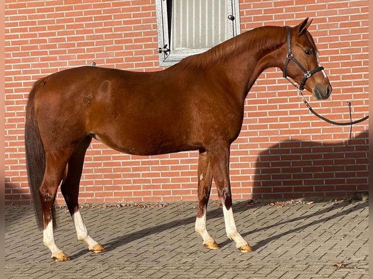 Duitse rijpony Merrie 5 Jaar 148 cm Vos in Zieuwent