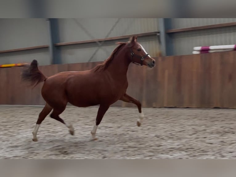 Duitse rijpony Merrie 5 Jaar 148 cm Vos in Zieuwent