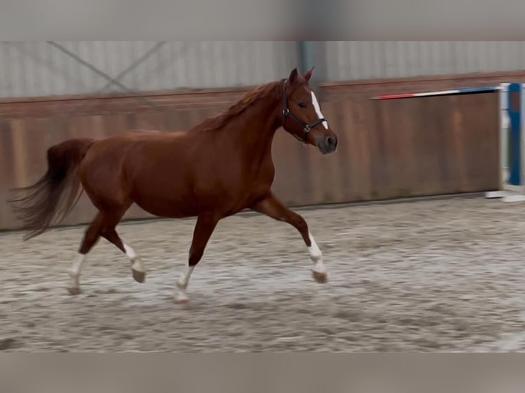 Duitse rijpony Merrie 5 Jaar 148 cm Vos in Zieuwent