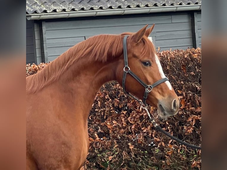 Duitse rijpony Merrie 5 Jaar 148 cm Vos in Zieuwent