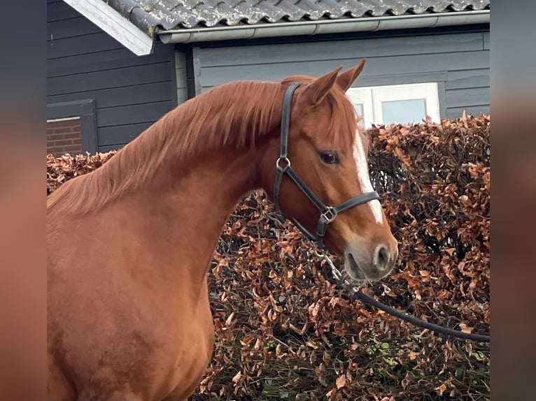 Duitse rijpony Merrie 5 Jaar 148 cm Vos in Zieuwent