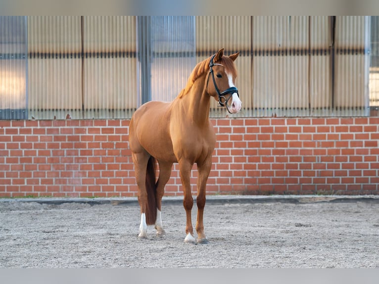 Duitse rijpony Merrie 5 Jaar 148 cm Vos in Hamburg Iserbrook
