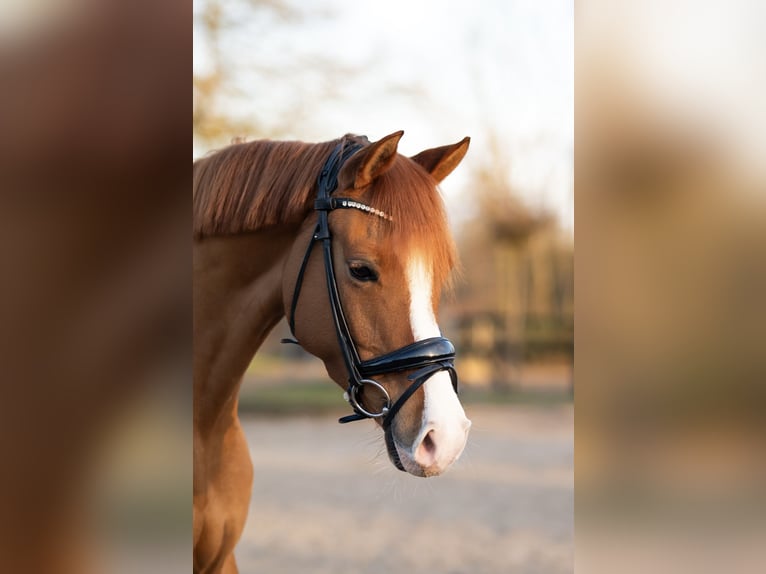 Duitse rijpony Merrie 5 Jaar 148 cm Vos in Hamburg Iserbrook