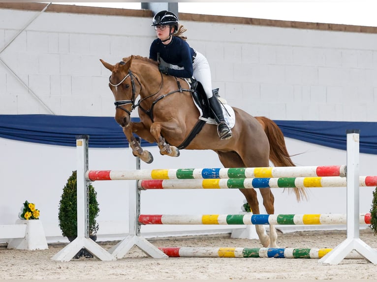 Duitse rijpony Merrie 5 Jaar 148 cm Vos in Marsberg