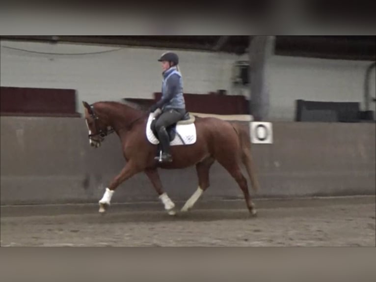 Duitse rijpony Merrie 5 Jaar 148 cm Vos in Süderlügum