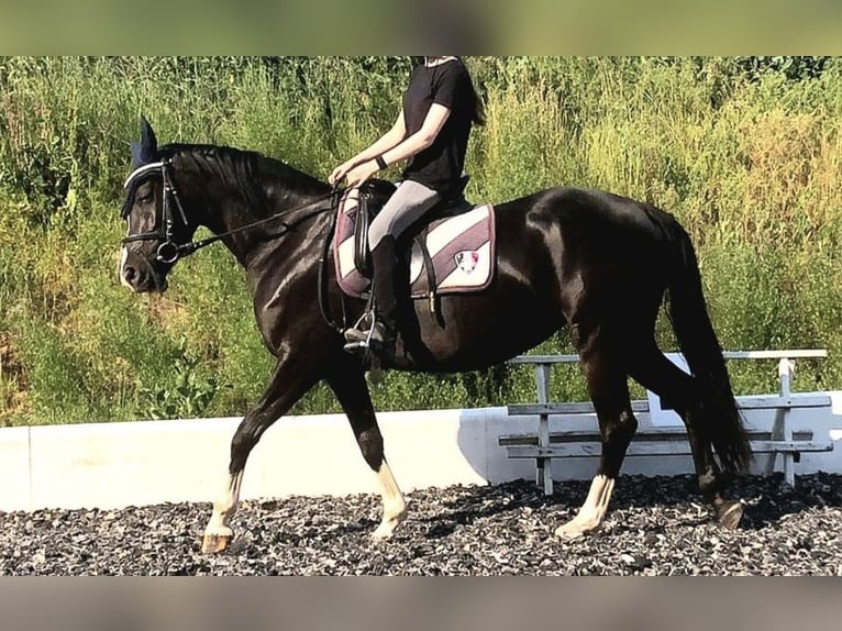 Duitse rijpony Merrie 5 Jaar 148 cm Zwart in Wollershausen