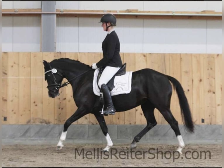 Duitse rijpony Merrie 5 Jaar 148 cm Zwart in Wollershausen