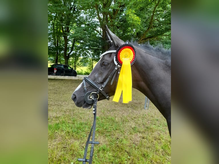 Duitse rijpony Merrie 5 Jaar 148 cm Zwart in Wollershausen