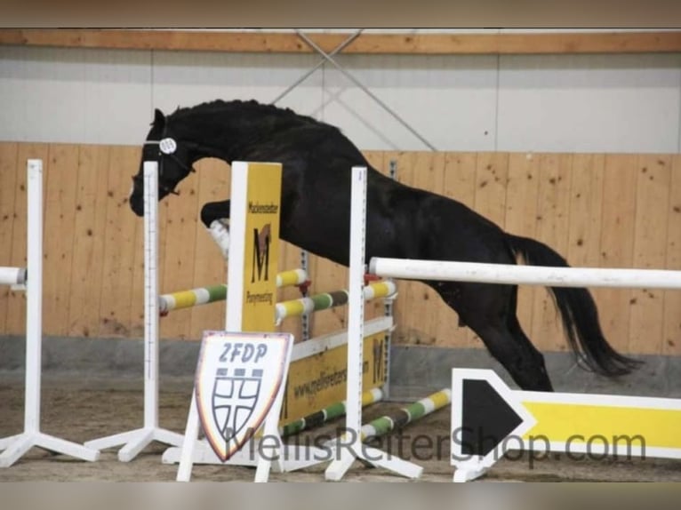 Duitse rijpony Merrie 5 Jaar 148 cm Zwart in Wollershausen