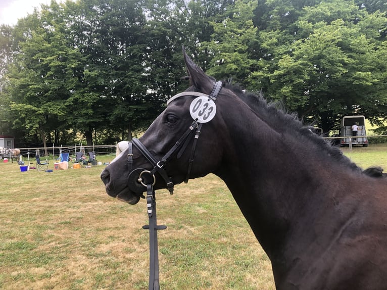 Duitse rijpony Merrie 5 Jaar 148 cm Zwart in Wollershausen