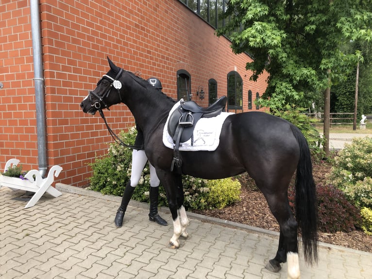 Duitse rijpony Merrie 5 Jaar 148 cm Zwart in Wollershausen