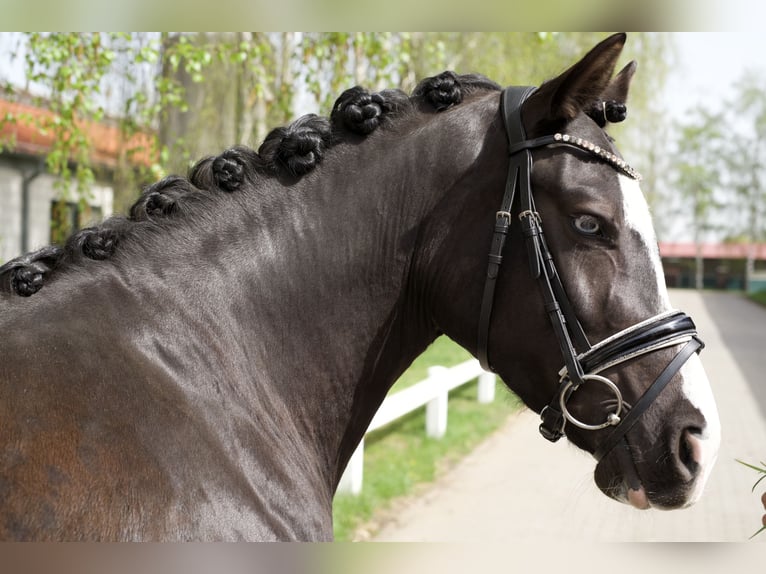 Duitse rijpony Merrie 5 Jaar 148 cm Zwart in Groß Kreutz