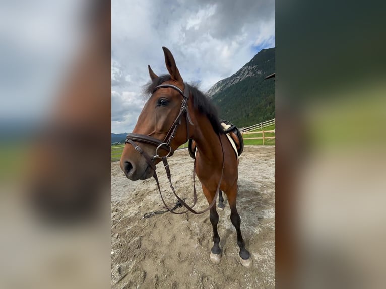 Duitse rijpony Mix Merrie 5 Jaar 149 cm Bruin in Achenkirch