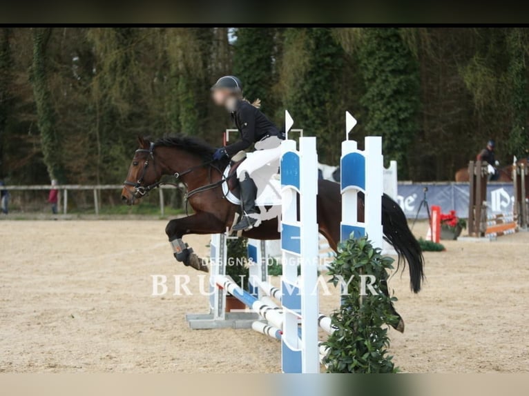 Duitse rijpony Mix Merrie 5 Jaar 149 cm Bruin in Achenkirch