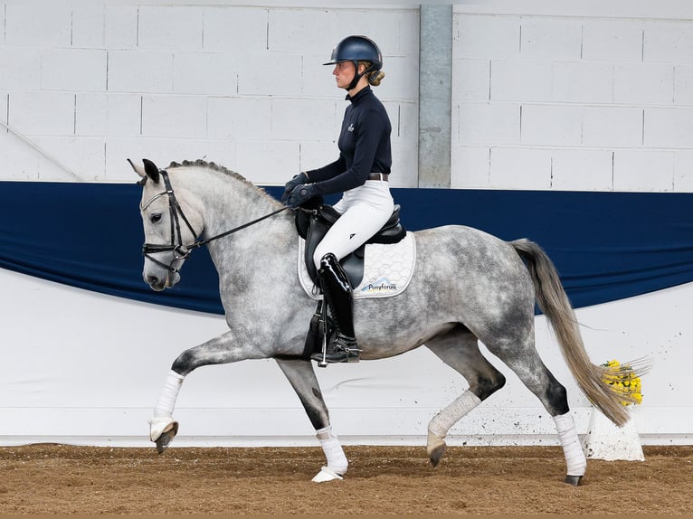 Duitse rijpony Merrie 5 Jaar 149 cm Schimmel in Marsberg