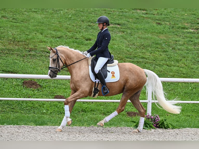 Duitse rijpony Merrie 5 Jaar 150 cm Palomino in Gomadingen