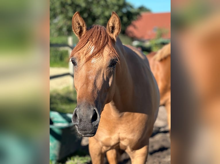 Duitse rijpony Merrie 5 Jaar 150 cm Vos in Bad Zwischenahn