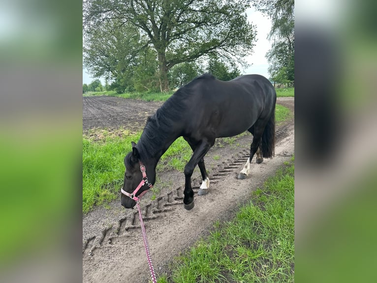 Duitse rijpony Merrie 5 Jaar 150 cm Zwart in Kellinghusen