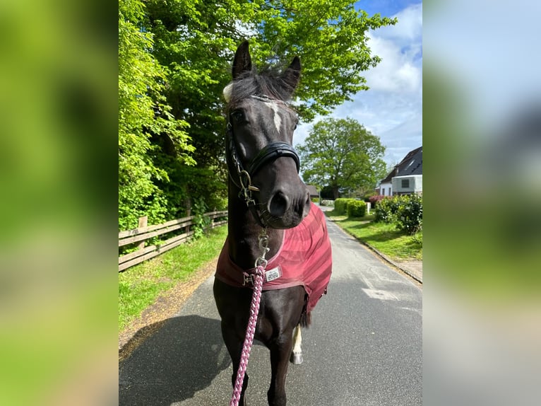 Duitse rijpony Merrie 5 Jaar 150 cm Zwart in Kellinghusen