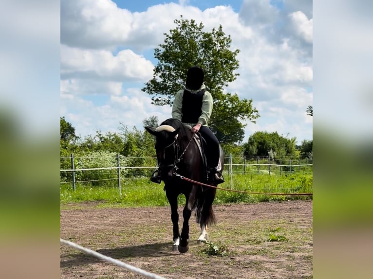 Duitse rijpony Merrie 5 Jaar 150 cm Zwart in Kellinghusen