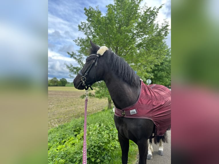 Duitse rijpony Merrie 5 Jaar 150 cm Zwart in Kellinghusen