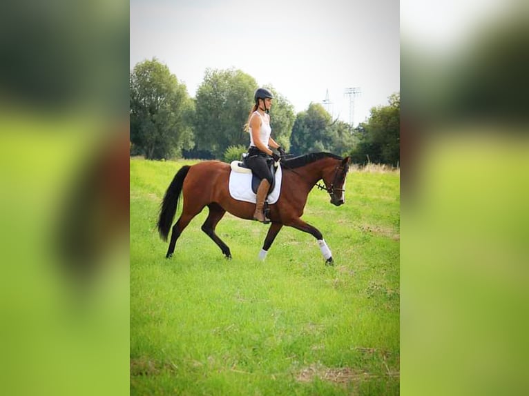 Duitse rijpony Merrie 5 Jaar 151 cm Bruin in Leest