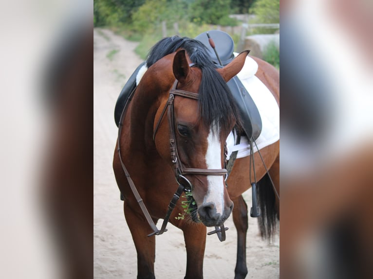 Duitse rijpony Merrie 5 Jaar 151 cm Bruin in Leest