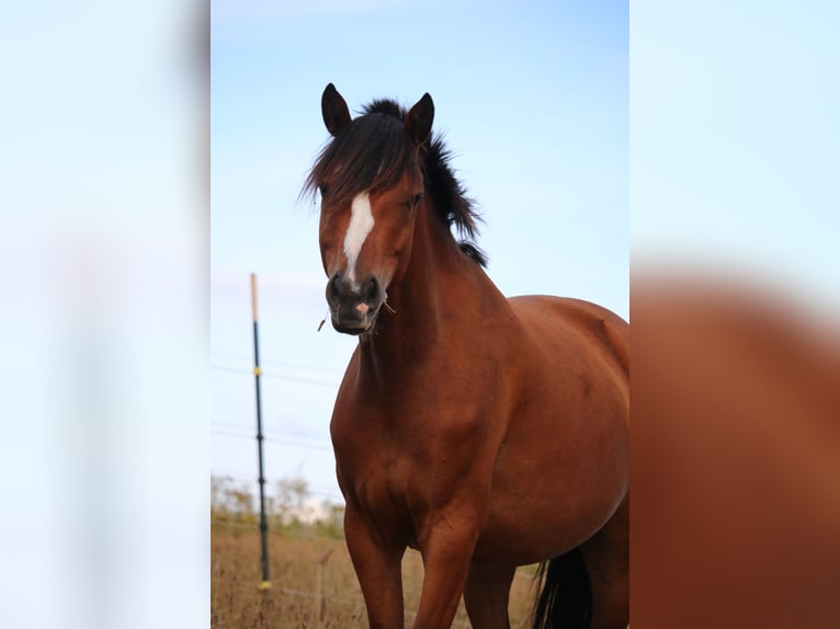 Duitse rijpony Merrie 5 Jaar 151 cm Bruin in Garlstorf