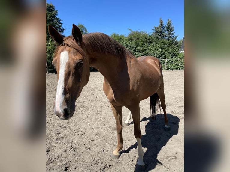 Duitse rijpony Merrie 5 Jaar 151 cm Vos in Oberhausen