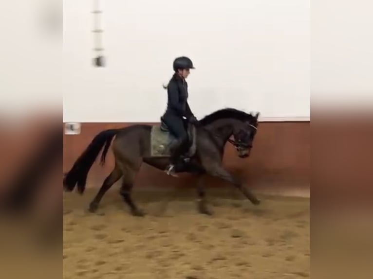 Duitse rijpony Merrie 5 Jaar 152 cm Bruin in Moisburg