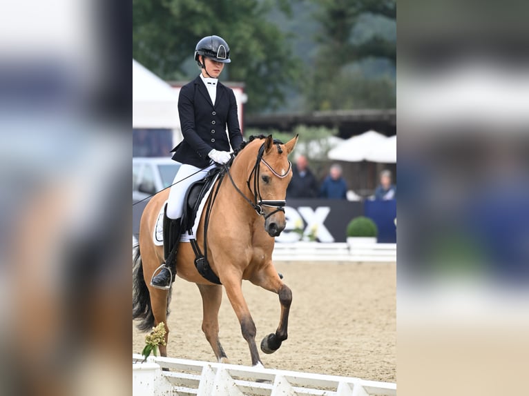 Duitse rijpony Merrie 5 Jaar 152 cm Buckskin in Vettwei&#xDF;