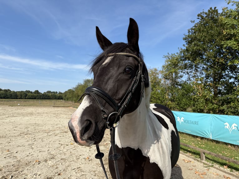 Duitse rijpony Merrie 5 Jaar 152 cm Gevlekt-paard in Wiedenborstel