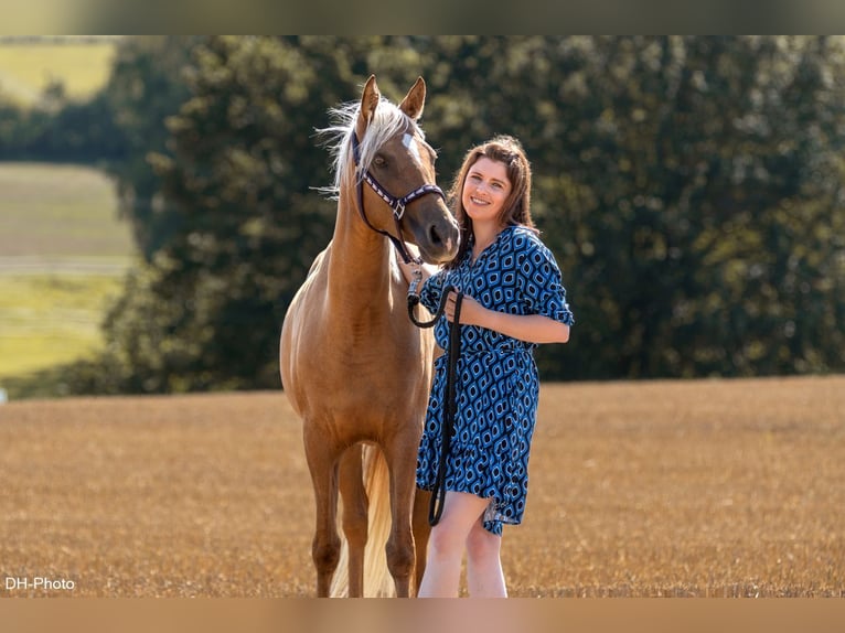 Duitse rijpony Merrie 5 Jaar 152 cm Palomino in Uslar/F&#xFC;rstenhagen