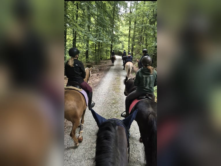 Duitse rijpony Merrie 5 Jaar 152 cm Palomino in Uslar/F&#xFC;rstenhagen