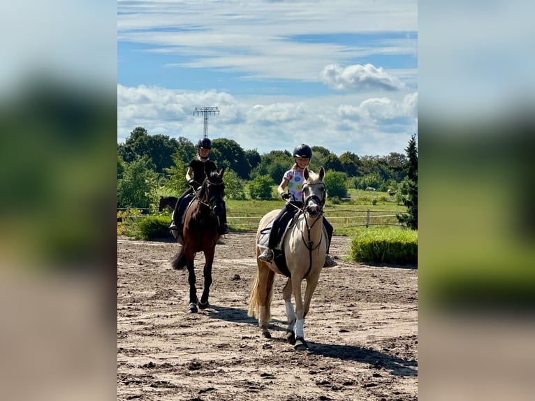 Duitse rijpony Merrie 5 Jaar 152 cm Palomino in Stolpe