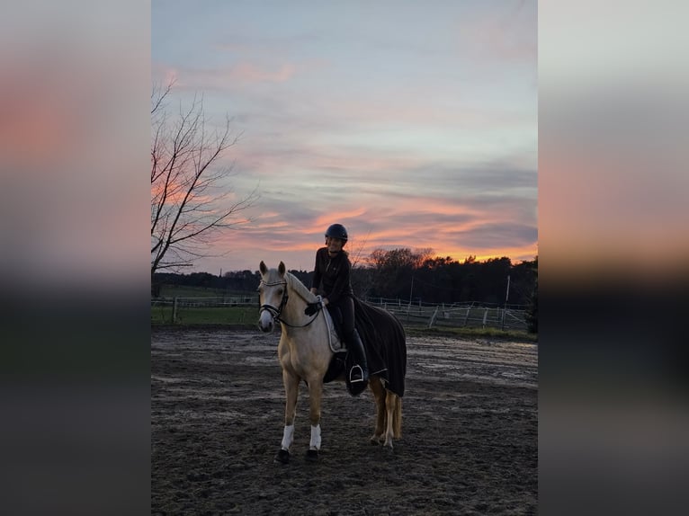Duitse rijpony Merrie 5 Jaar 152 cm Palomino in Stolpe